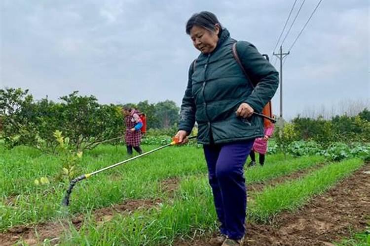 花卉用了硫酸亚铁多久可以喷吡虫啉？