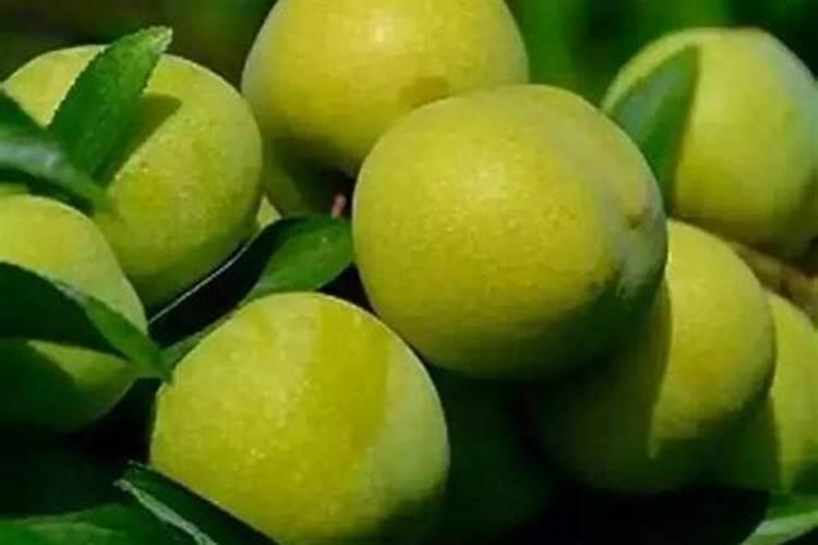 尿素和氮肥有什么区别