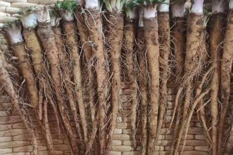 有什么药可以处理青苔