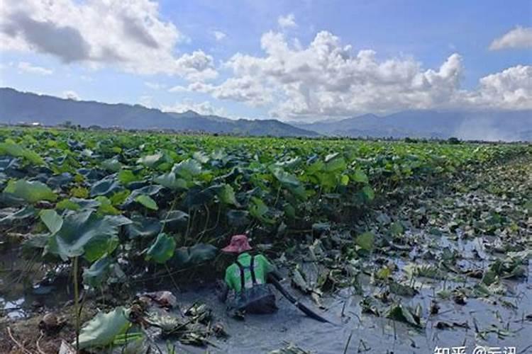 生产高产优质莲藕用什么肥料好