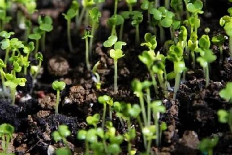 油菜到了立春之后还能不能给它追肥