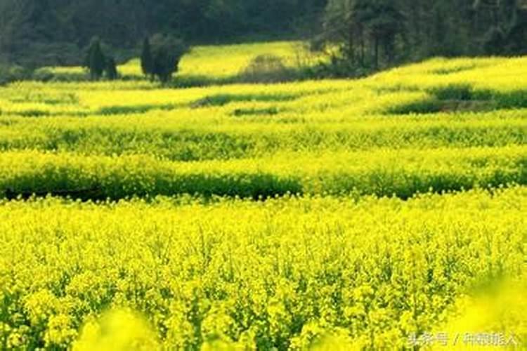 春季油菜追肥要点有哪些？