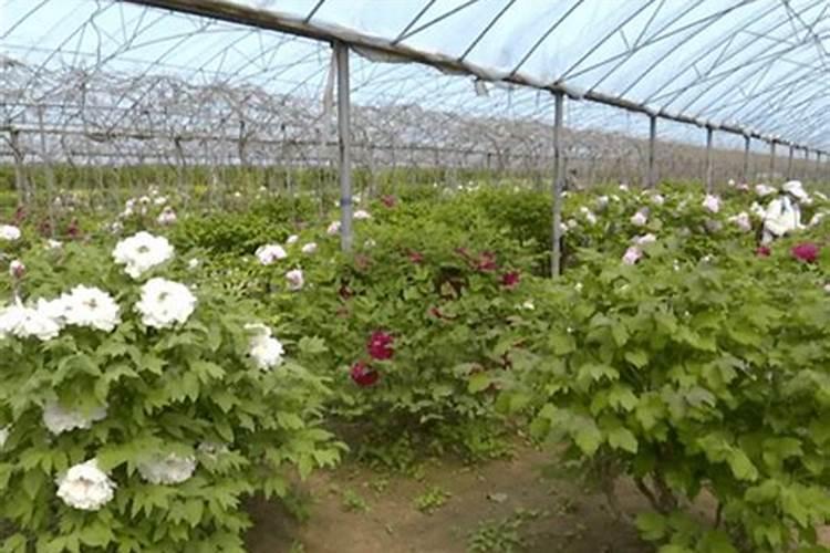 苹果开花后需要用什么肥料？