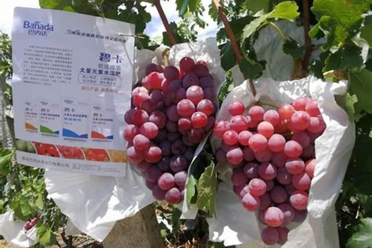 氨基酸肥料对果树是何作用,该怎样正确使用？