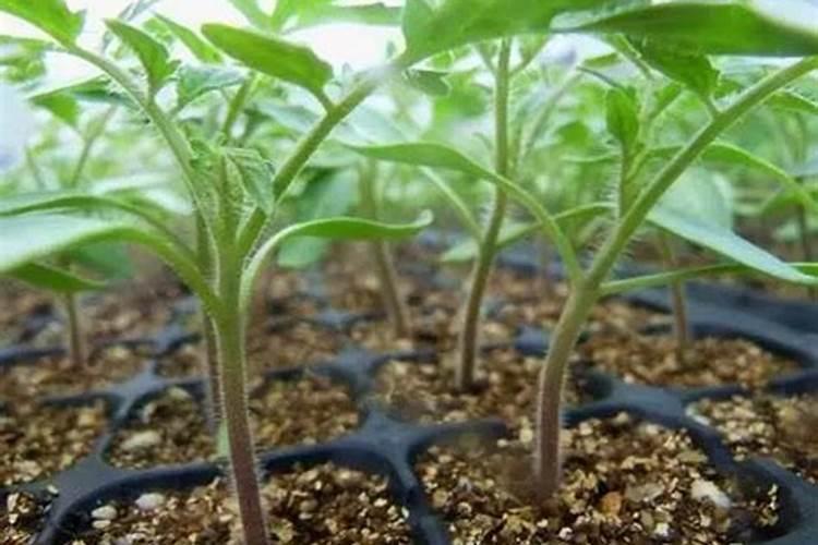 西红柿用什么叶面肥比较好