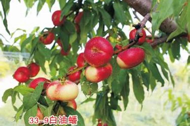 果树挂果期用什么复合肥？果树结果期专用增产叶面肥料？