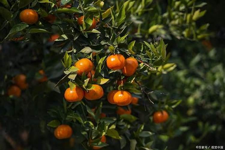 果树缺钙用什么肥料最适合