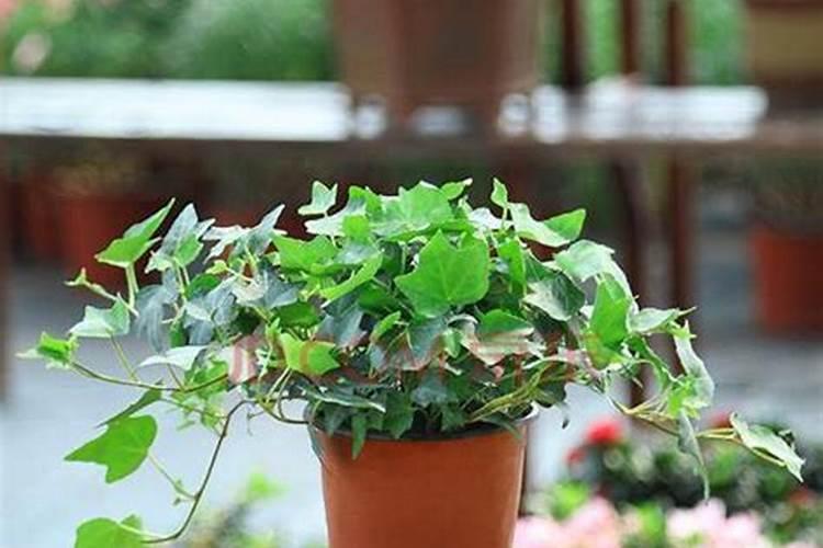 一斤小麦磨多少面粉