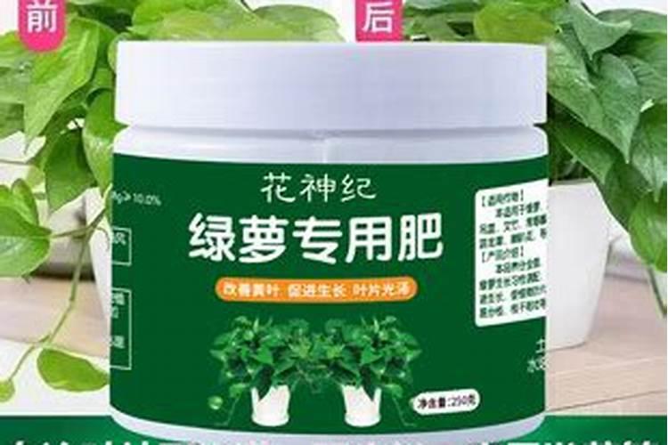 绿萝用什么叶面肥好