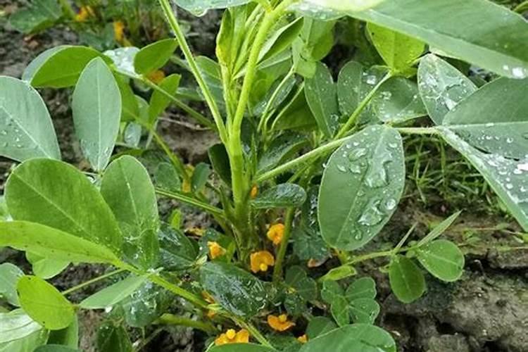 花生施甲肥钾肥烧叶怎么办？花生施肥的最佳时间