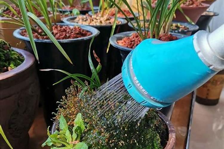 水溶肥施用后多久见效