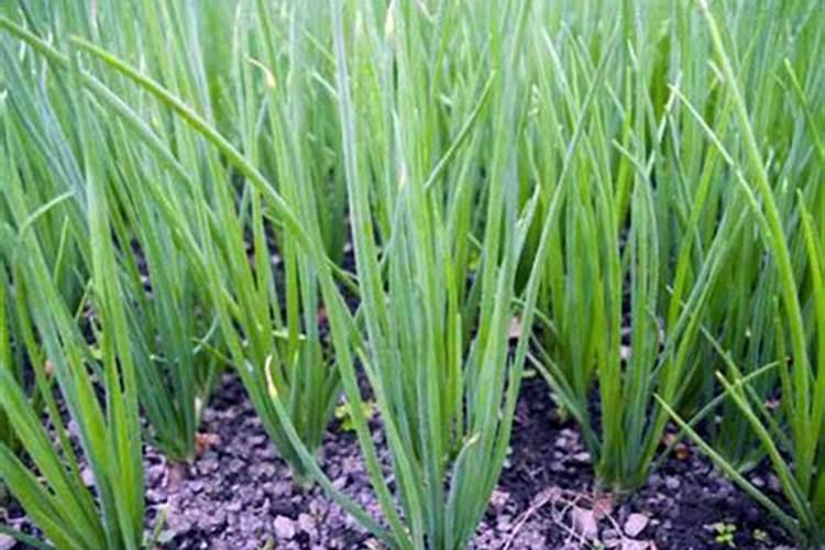 丝瓜放什么肥料才能开花结果