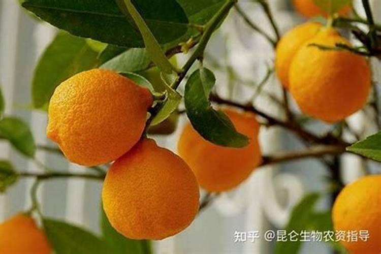 柠檬坐果了需要施什么肥