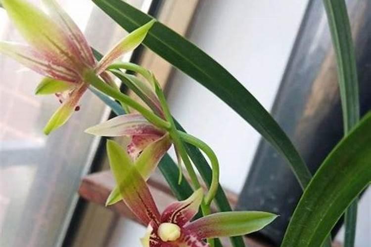 叶面肥30度以上打会不会反应