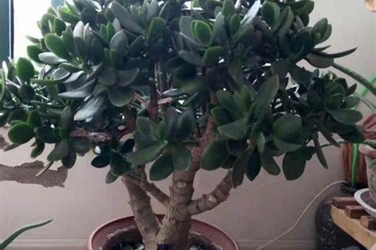 玉树怎么施肥枝干粗壮木质化