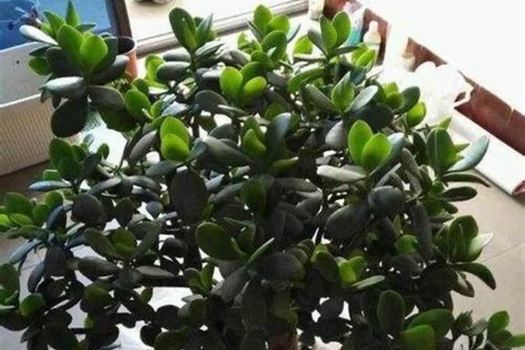 玉树喜欢什么肥料