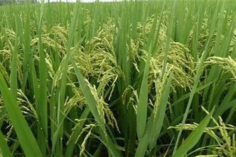 水稻孕穗期施肥用什么肥料