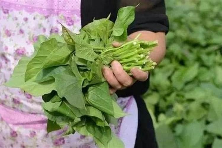 下雨天摘菜后要马上施肥吗？