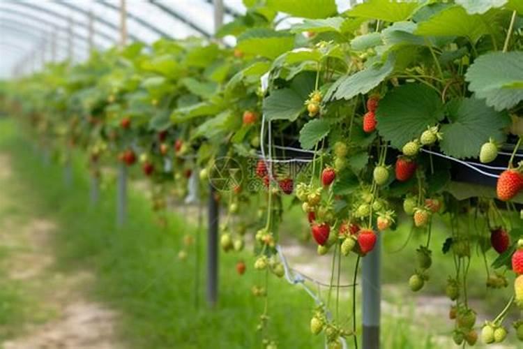 大棚草莓整个生育期需要咋施肥 给个建议吧