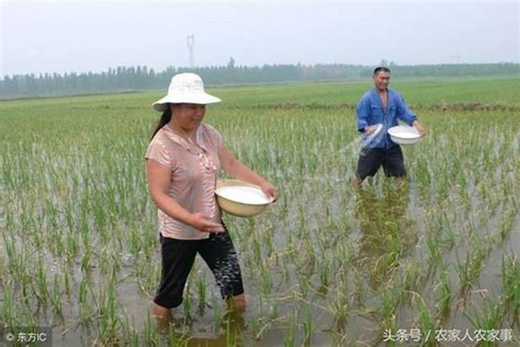 小麦一年施肥几次 施肥最佳时间