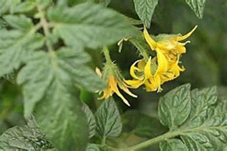 西红柿开花期如何浇水施肥