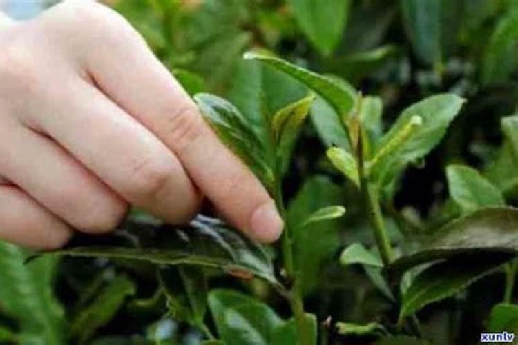 茶叶每亩施肥量