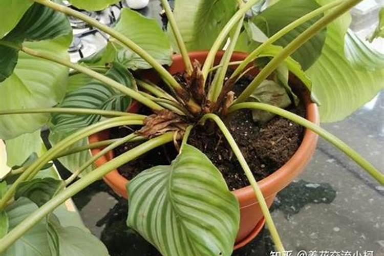 青苹果竹芋注意事项