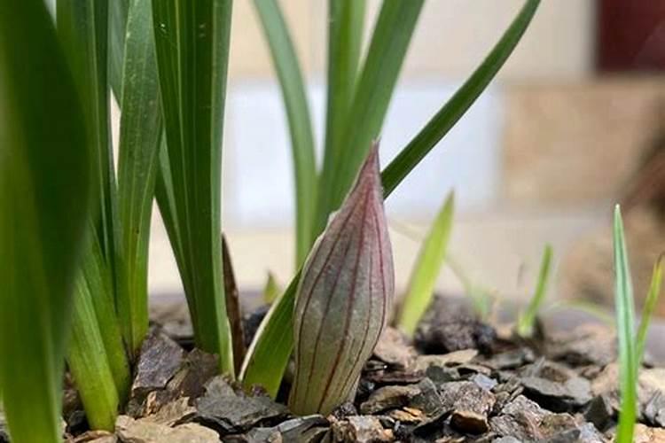 生根剂能喷施吗