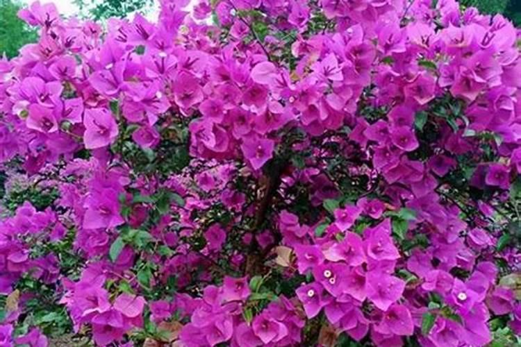 三角梅在炎热的夏天怎样催花