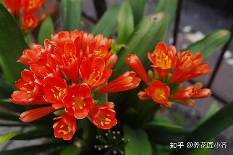 养花的土怎么配