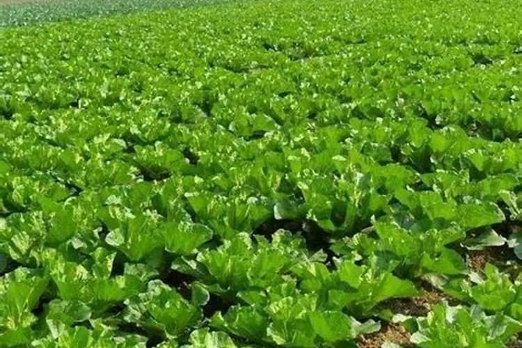 白菜移栽后如何快速缓苗