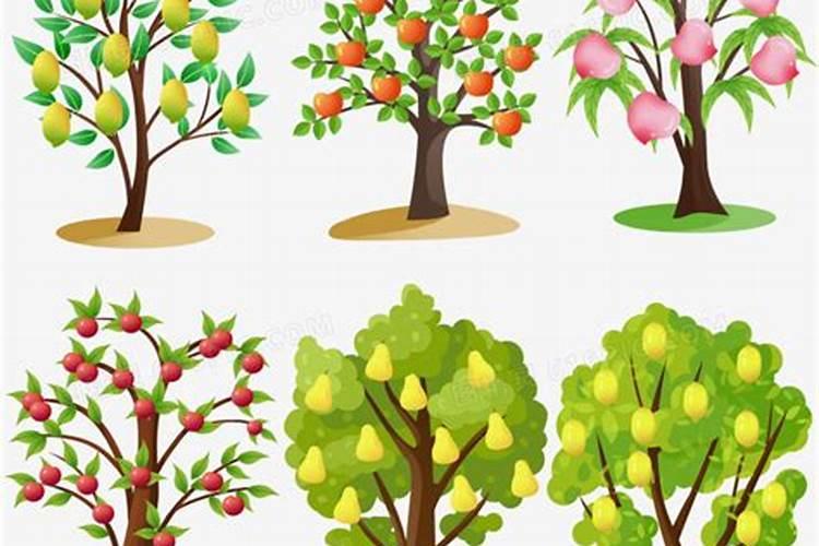果树需要哪几类营养物质需要哪些矿质元素