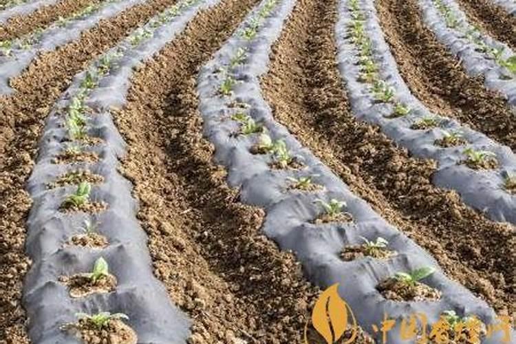 烟叶移栽返青后用硝酸钾追肥会烧烟苗吗