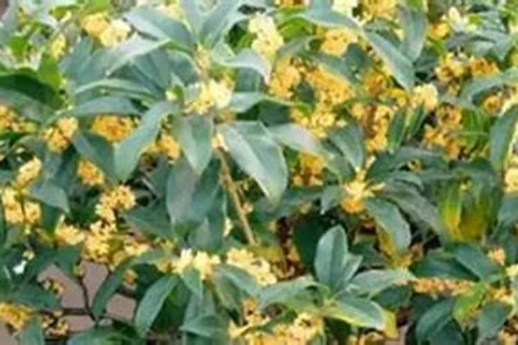 高氮肥商品名怎么起