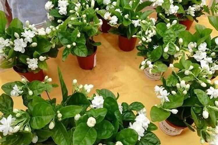 长寿花在夏天,可以晒太阳吗？可以施肥吗？你要的答案全在这里