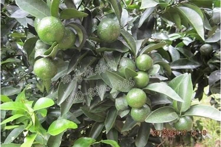 柑橘什么时候弯枝最好