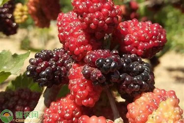 怎样简单辨别钾肥的真假与好坏？