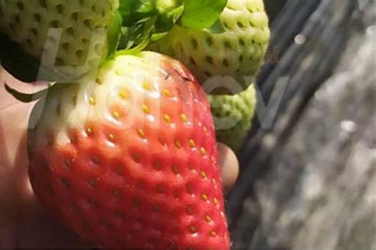 草莓施肥的方法