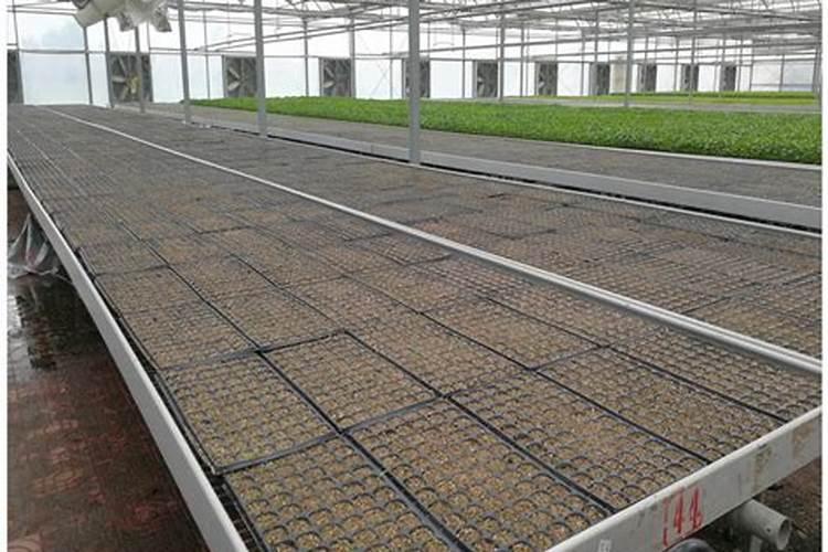 芸苔素和什么叶面肥混用在苗床上比较好？