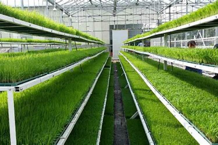 大棚茄子在苗期施用什么微量元素肥料？？