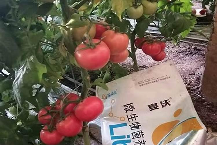 氮肥和磷肥怎么区分