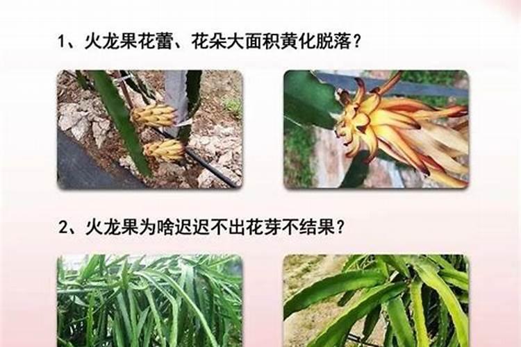 如何把握火龙果合理的施肥量？