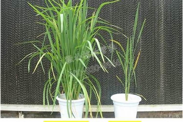 水稻施磷肥有什么作用