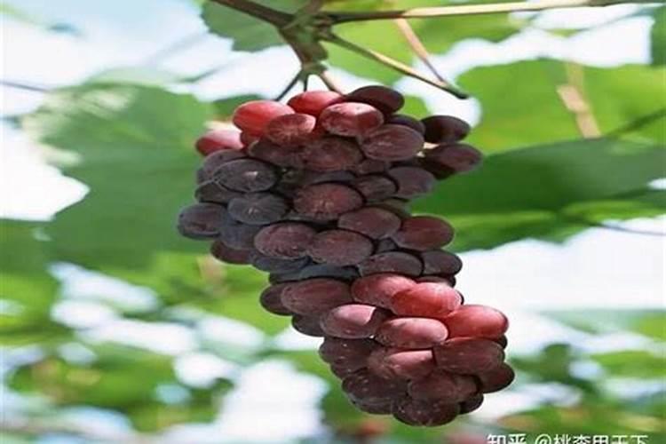 全球范围内仅有31家行业龙头(名单)