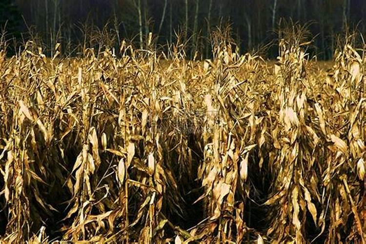 玉米施肥方法和用量 玉米怎么施肥能高产