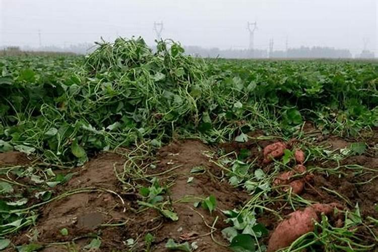 红薯打什么叶面肥增产,植物叶面肥有哪些