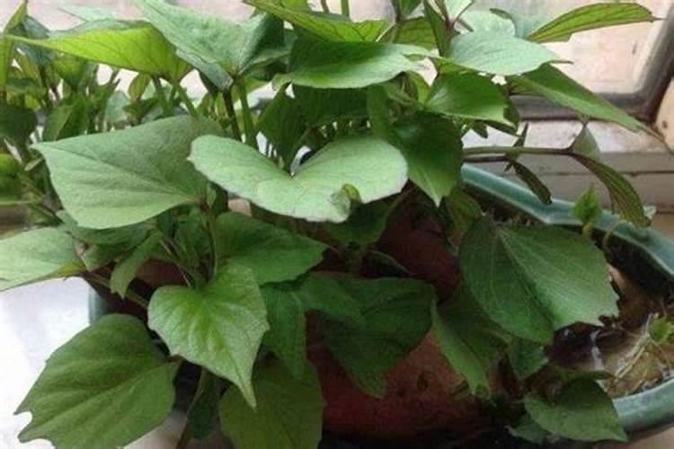 红薯一共要施肥几次 施什么肥可以提高产量