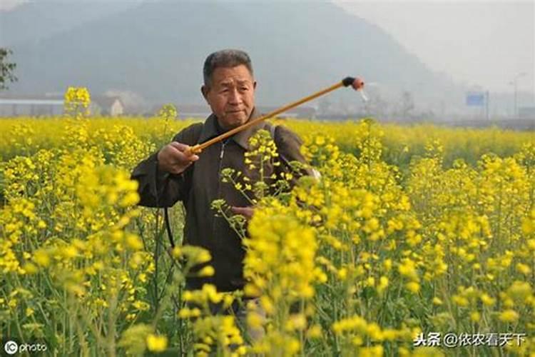 果树缺硼保花保果难,为什么用了很多硼肥,可效果总不好？