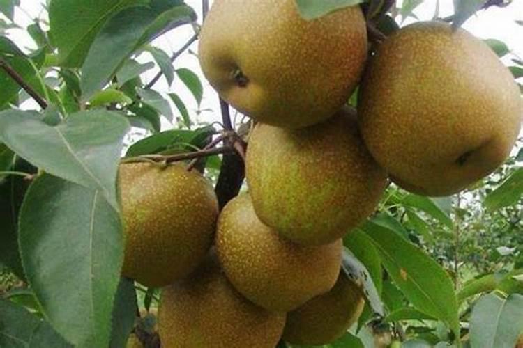 一年的国槐小苗需要什么肥料