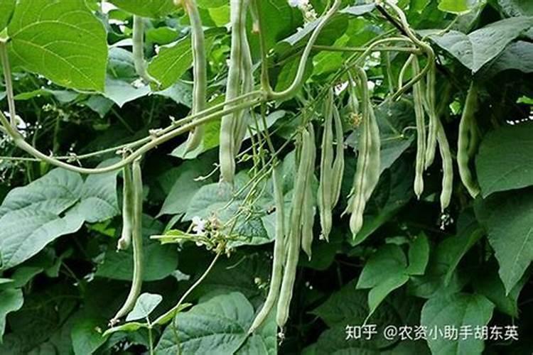 芸豆开花后冲什么肥料